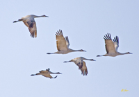 Sandhill Cranes 1759